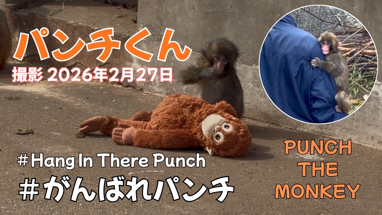 パンチくん 赤ちゃん猿【母代わりのぬいぐるみ オランママ】市川市動植物園 Baby monkey【Punch-kun】