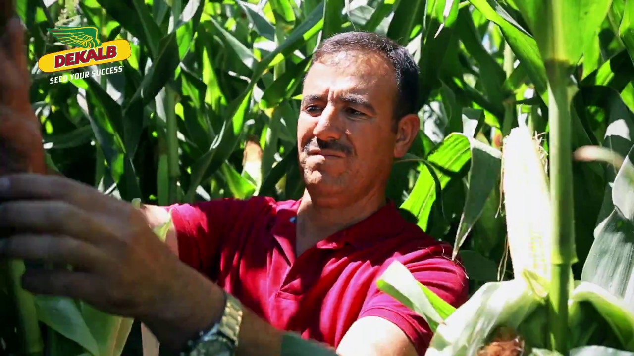 DKC7240 Mısır Tohumunu Aksaray Eskil'den Mahmut Sarı Yorumluyor