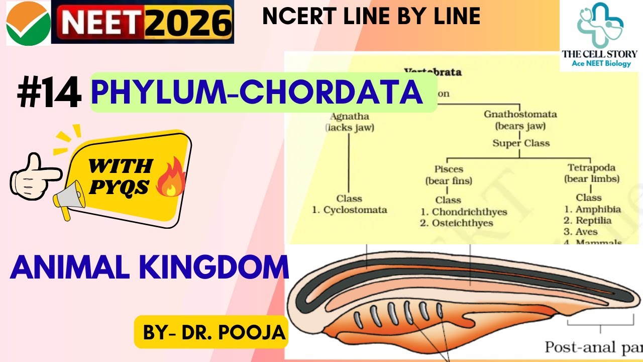 Phylum Chordata NCERT Explained | L-14 Chordata | #neet #chordata