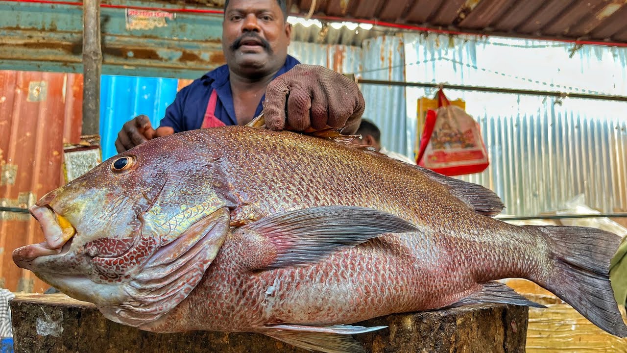 KASIMEDU SPEED SELVAM | HUGE BIG KORALI FISH CUTTING VIDEO | 4K VIDEO | KM FISH CUTTING 