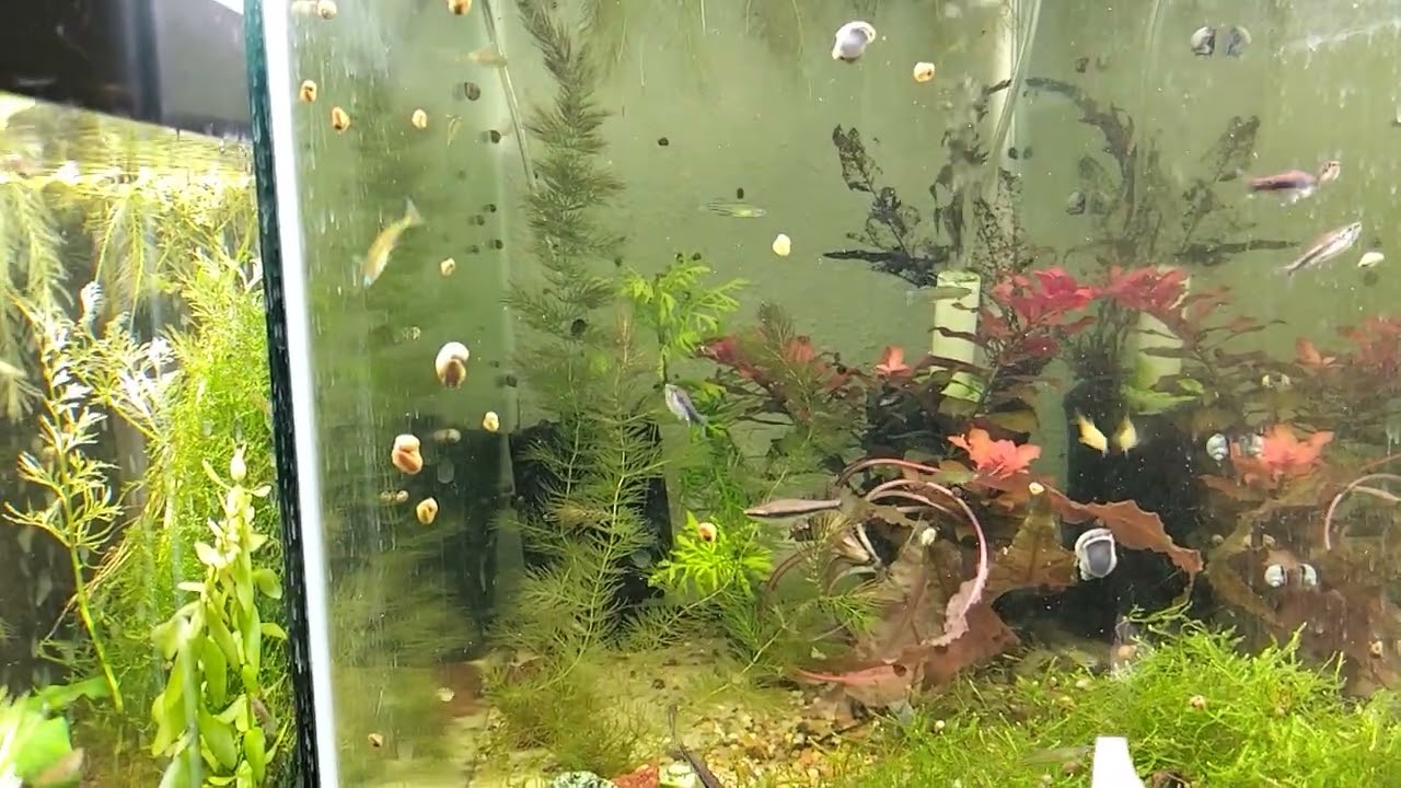 honey blue eyes and other new fish