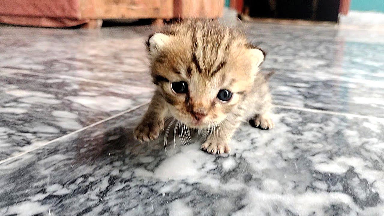 17 Days Newborn Cute Baby Kitten Meowing For Mother Cat