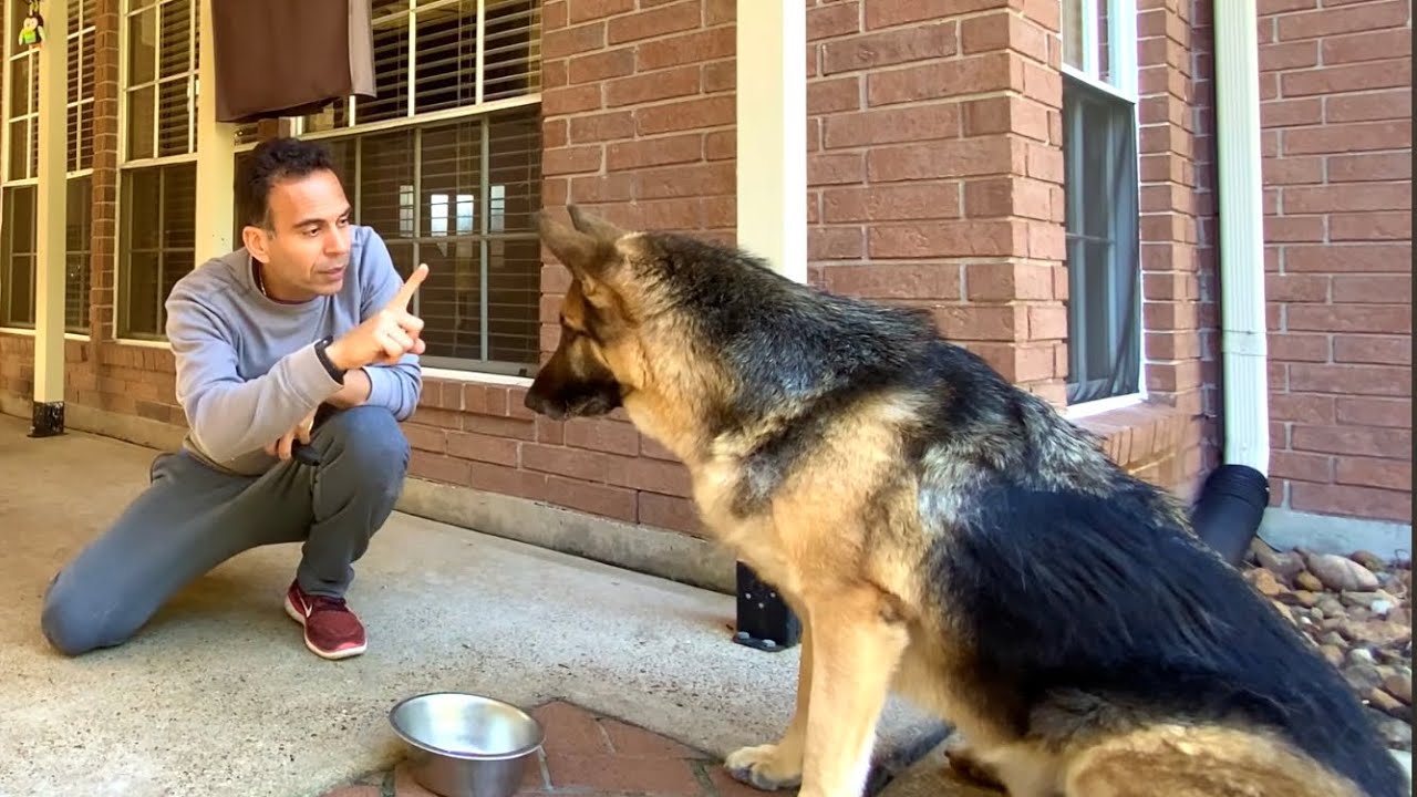 How I Trained My Dog In Hindi | Hindi Vlog | Indian Vlogger In USA | GSD | Dog | This Indian