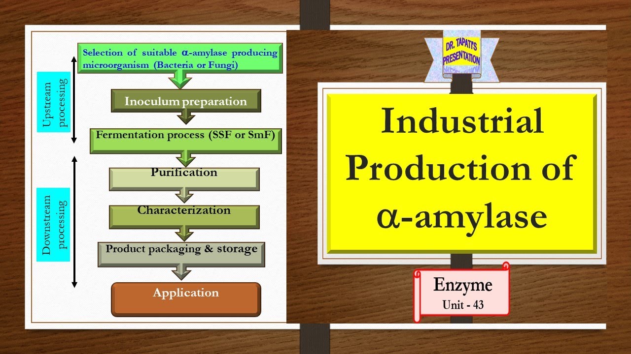 Industrial Production of alpha-amylase || Enzyme 43