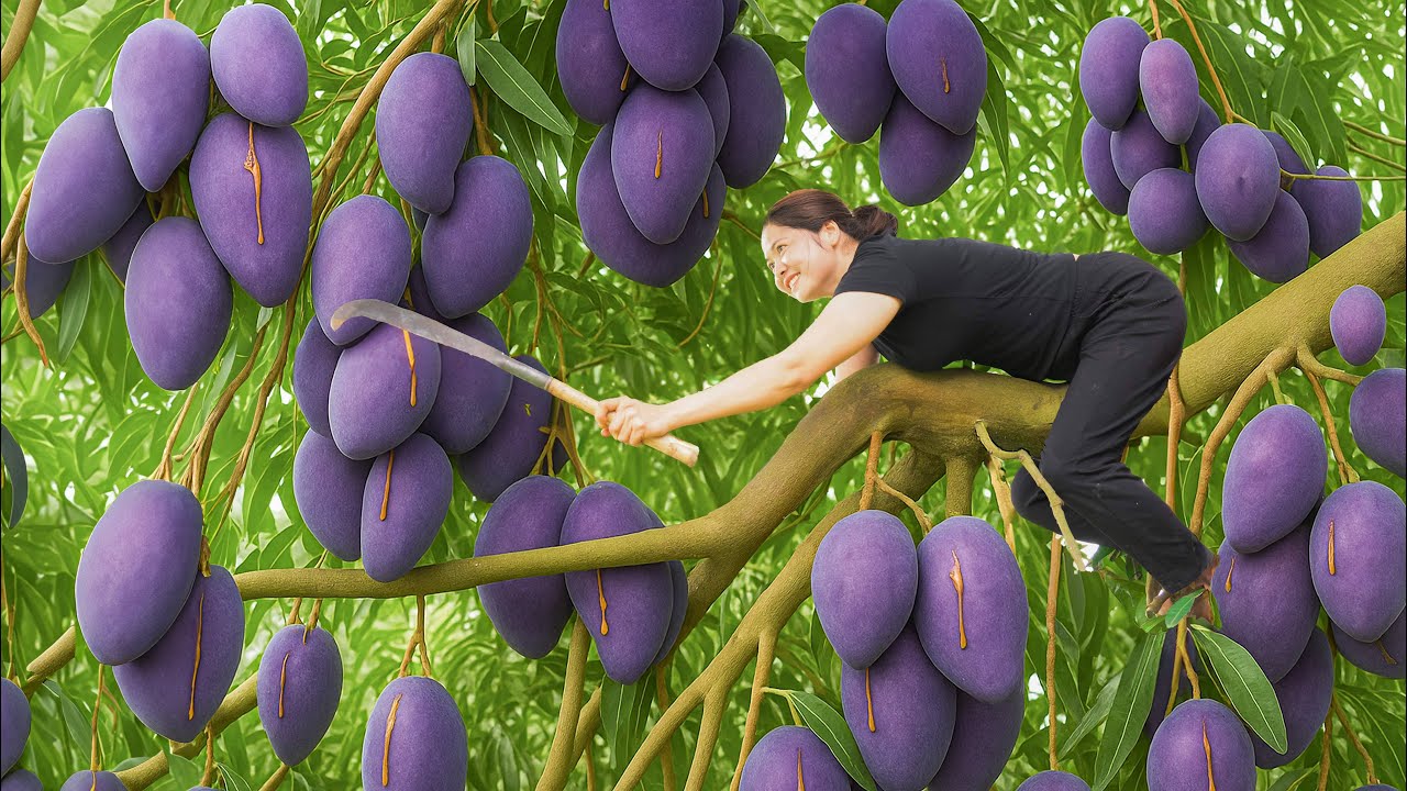Harvesting Mutation Purple Mango for Market & Make Cool Mango Salad | Rich in traditional flavors
