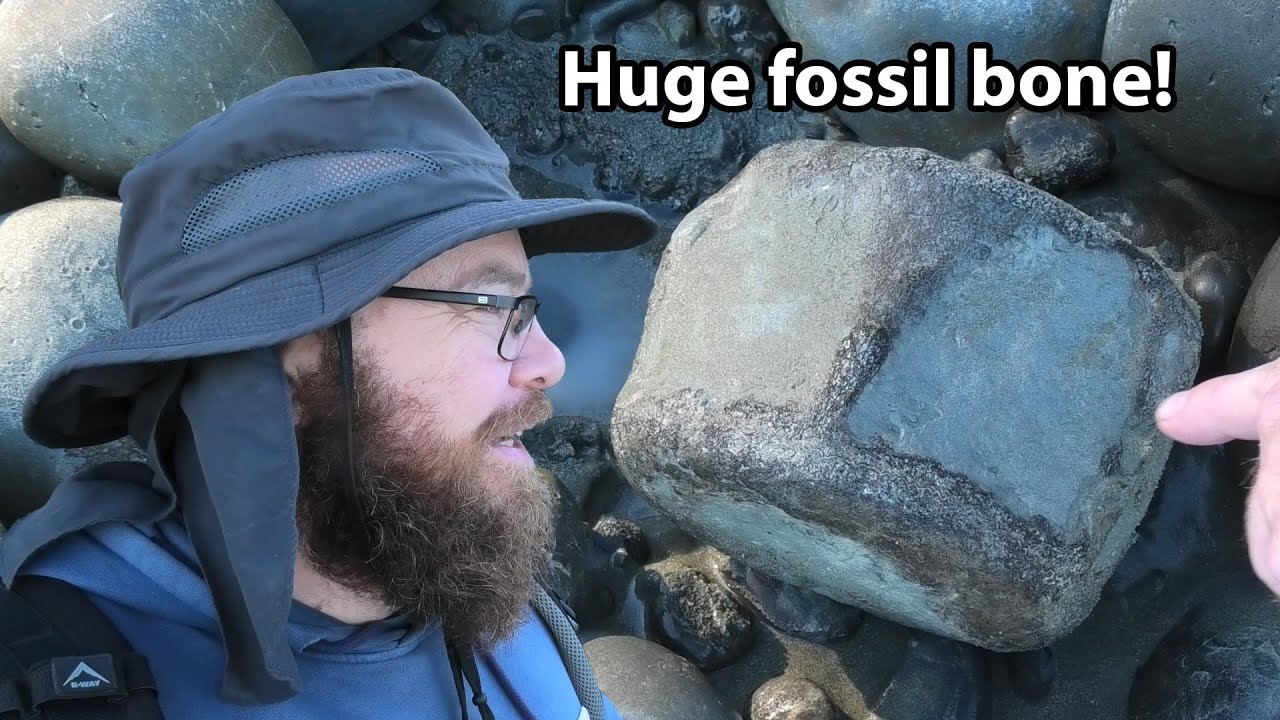 Beach Fossil Find: Giant Vertebra Hidden in Plain Sight
