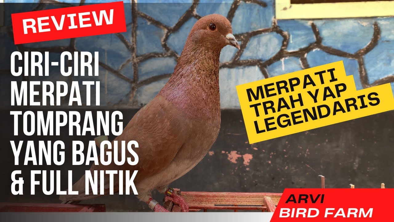 Ciri Ciri Merpati Tomprang Yang Bagus  Bisa Full Nitik Simak videonya ‼️#merpati #yap