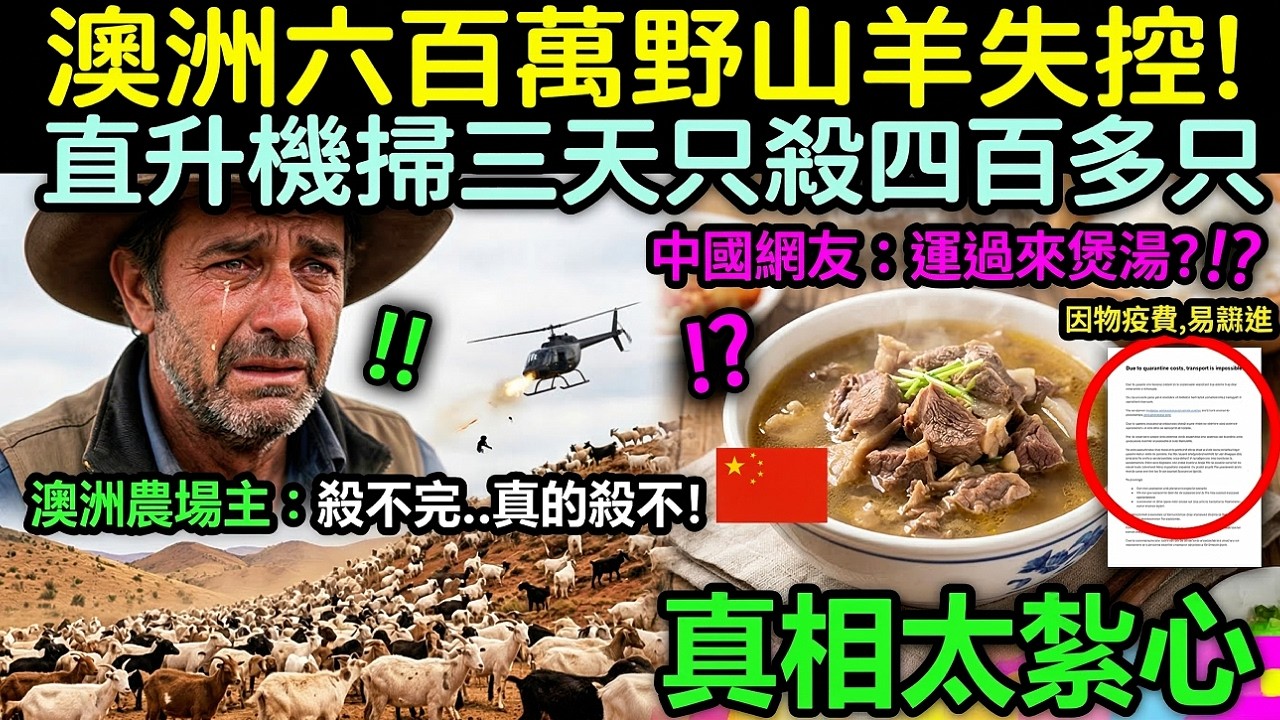 澳洲政府花上億滅不完的野山羊，中國吃貨真能拯救嗎？背後真相顛覆認知