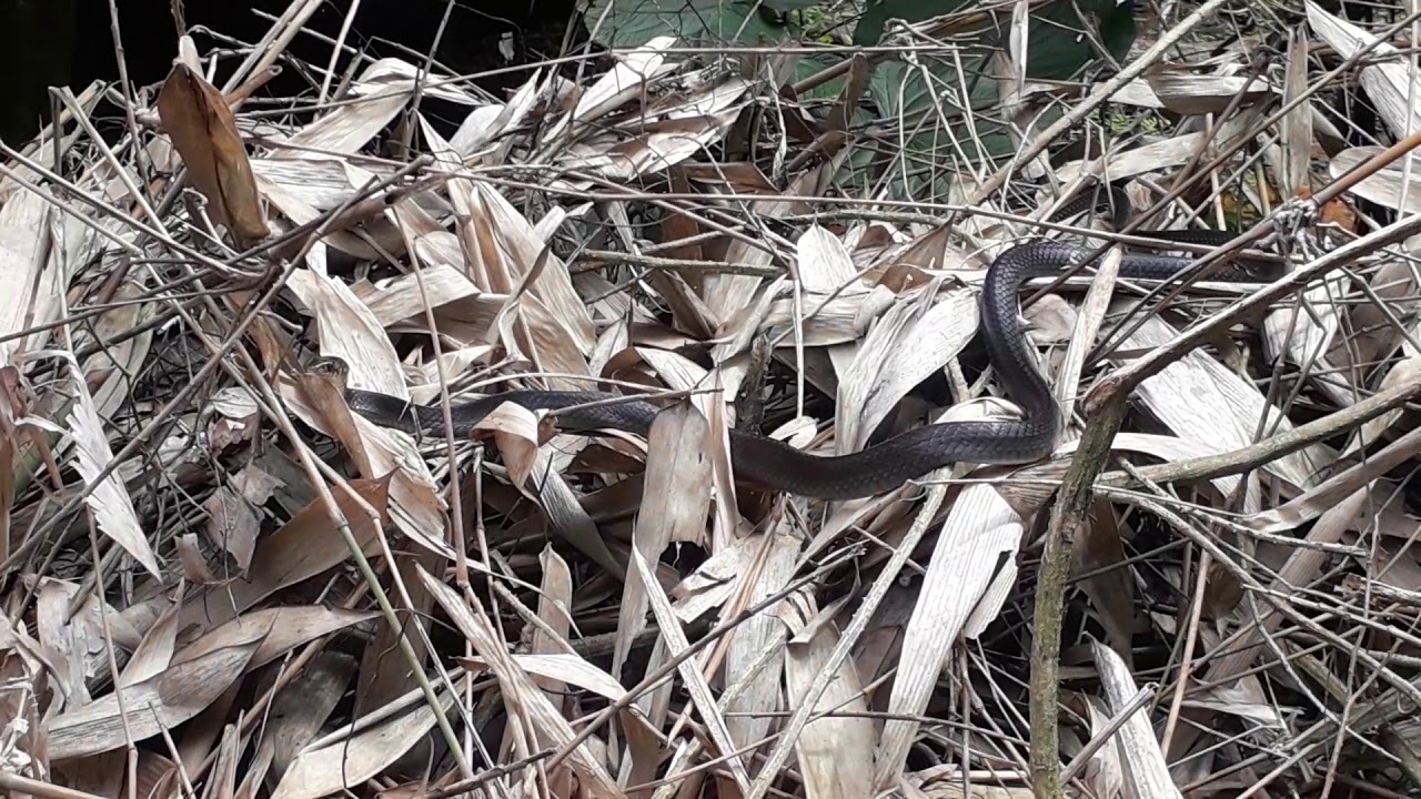 Snake sabarimala 2019