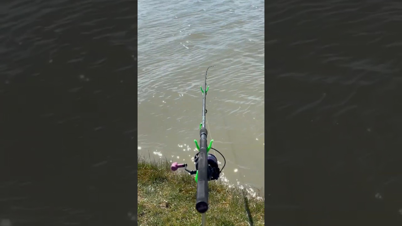 🔥FL Strategist Lake Feeder!🔥