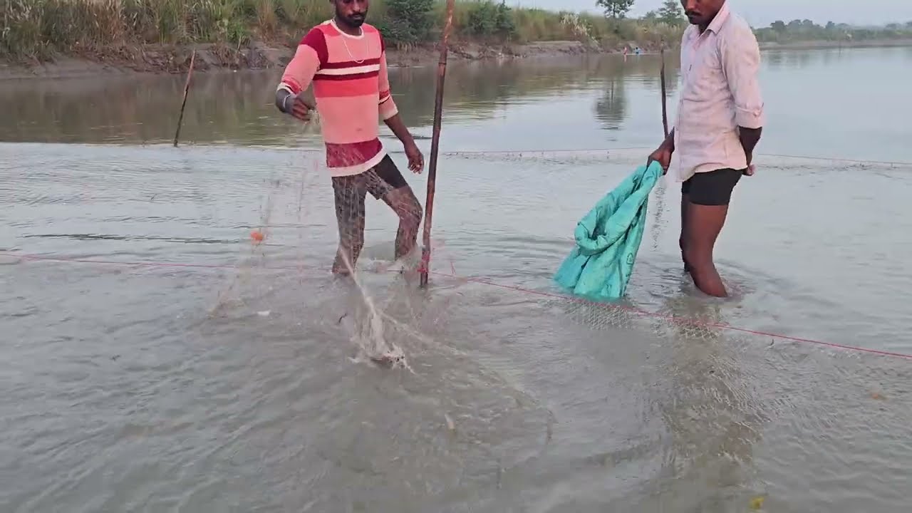 How to catch fish from river with the help of net #fishhunting2 #fishing #machlipakadna 