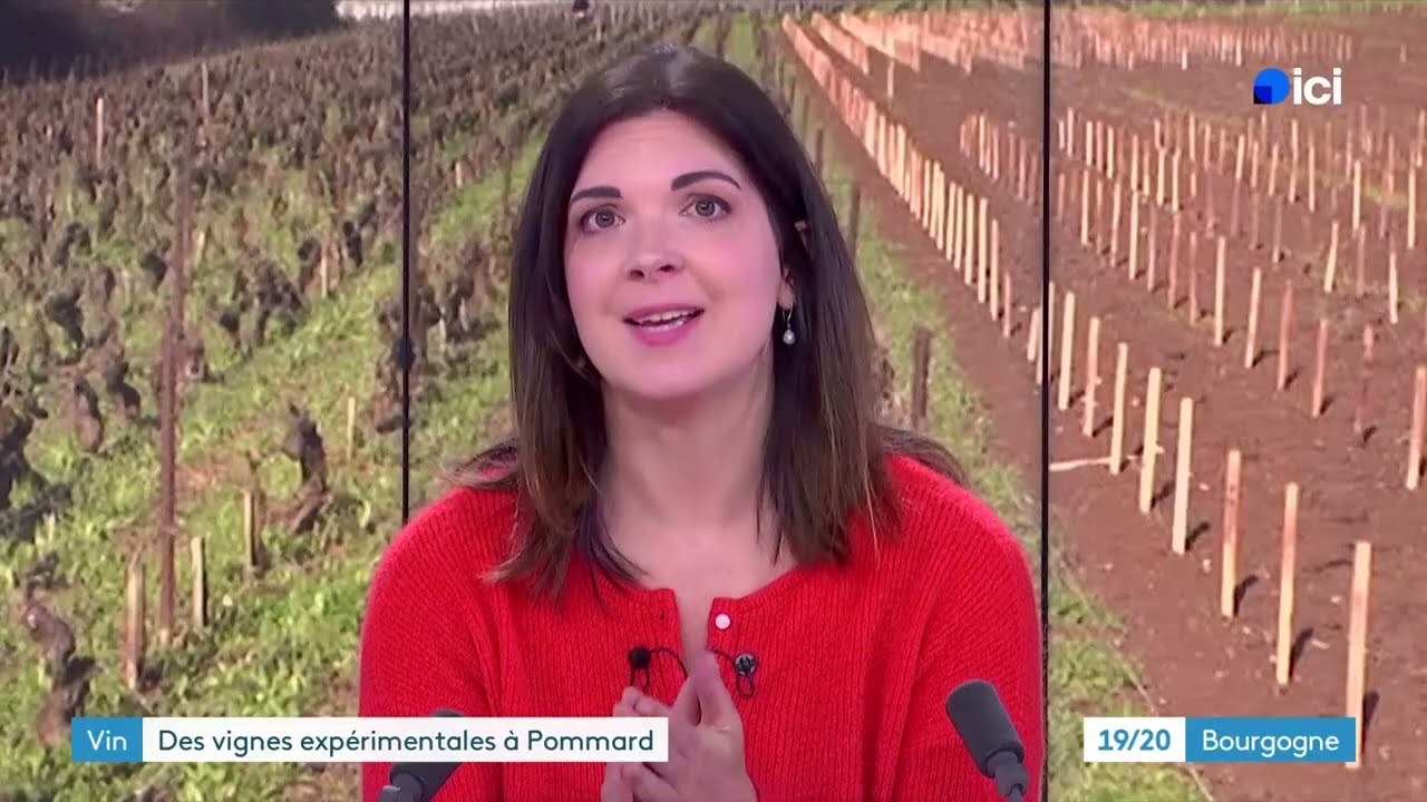 La Côte-d’Or possède des vignes expérimentales pour lutter contre le réchauffement climatique !