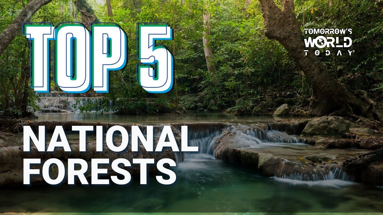 TOP 5 Most Breathtaking National Forests in the U.S.