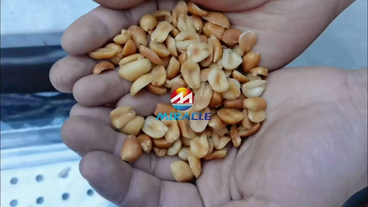 Peanut Strip Cutting Machine| Almond Striping Machine| Pistachio Strip Cutter#peanut#almond#cutter