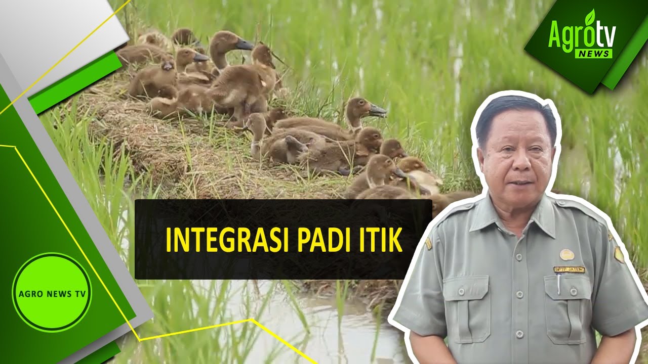 INTEGRASI PADI ITIK
