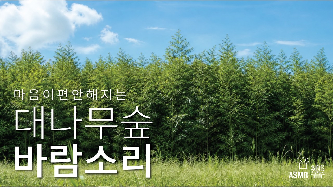 마음이 편안해지는 대나무숲 바람소리 | ASMR | 백색소음 | 편안한영상 | SONY A7M4 | Wind sound in the Bamboo Forest