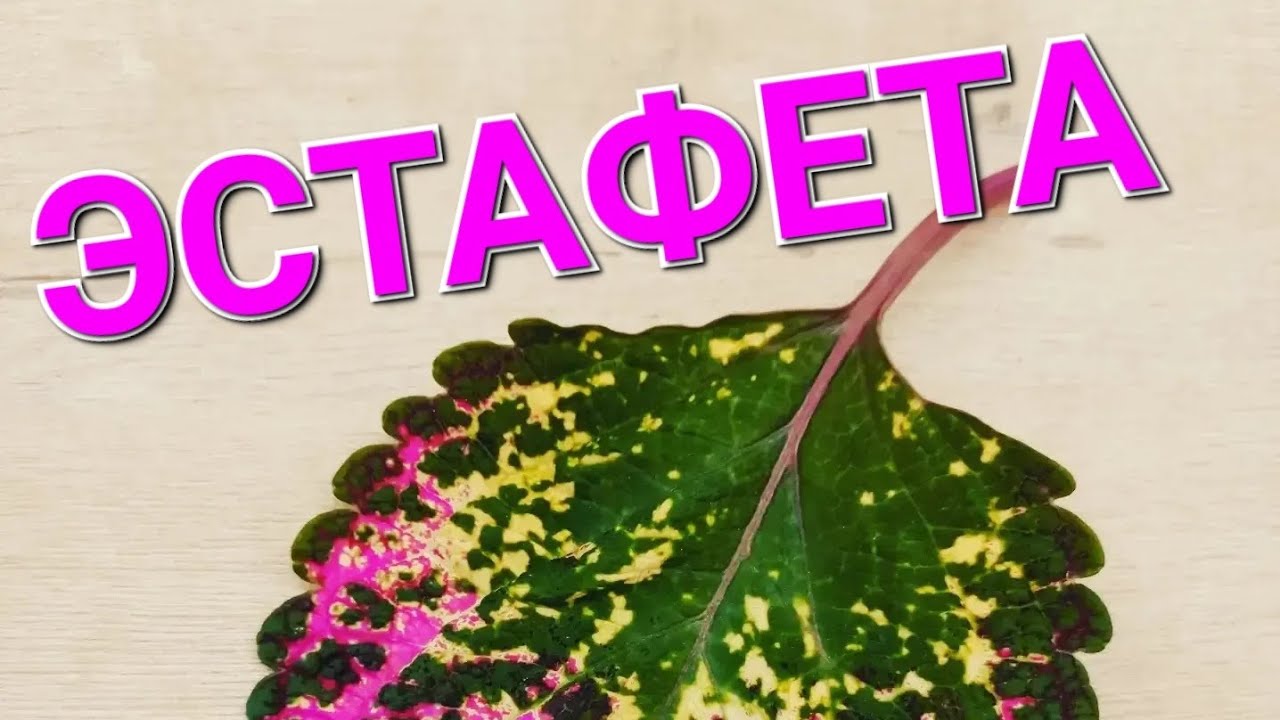 Принимаю эстафету с удовольствием