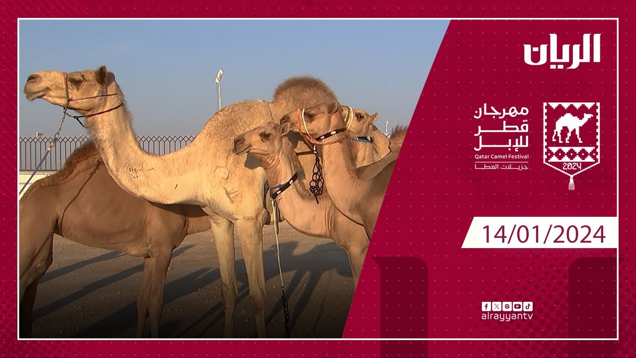 مهرجان قطر للإبل 14-01-2024