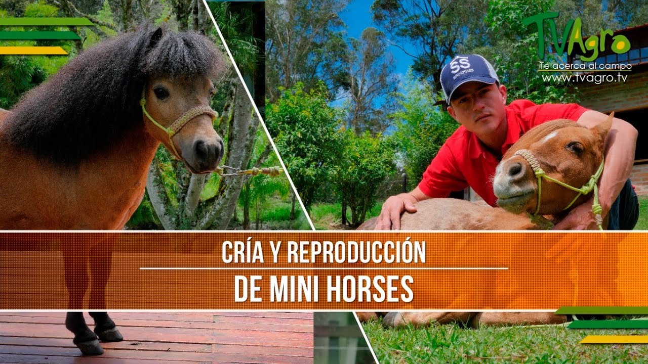 Caracteristicas de la Cria y Reproduccion de Mini Horses - TvAgro por Juan Gonzalo Angel