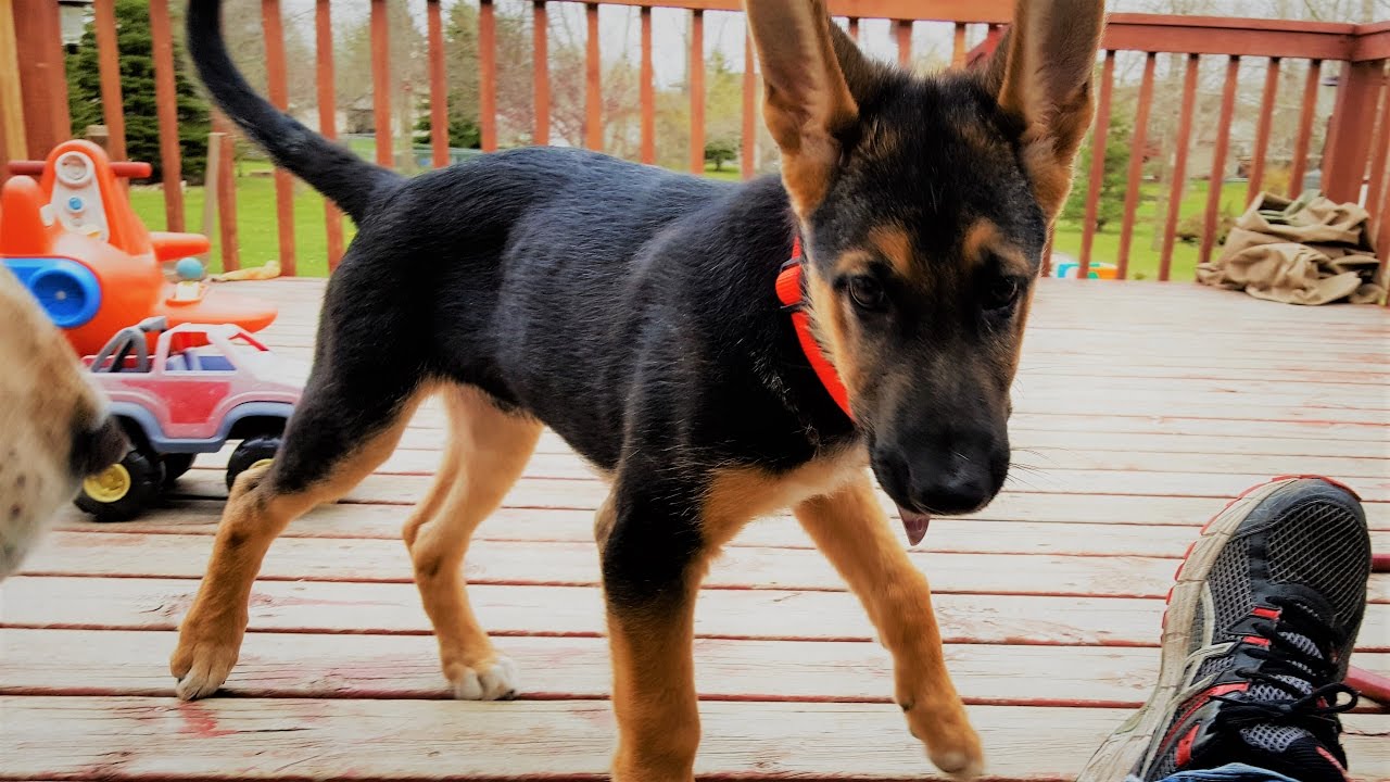 German Shepherd Puppy Adopted by My Daughter | Family Vlog | Spring Fever Series