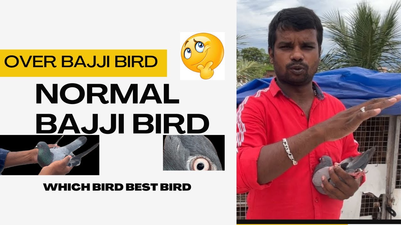 Which pigeon best ? Over baaji or normal baaji 