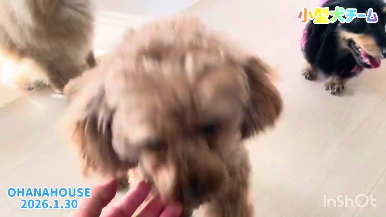 広場あそび（小型犬チーム）