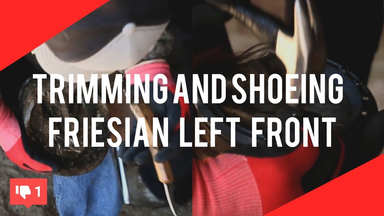 Trimming and Shoeing Friesian Left Front Foot - RJF