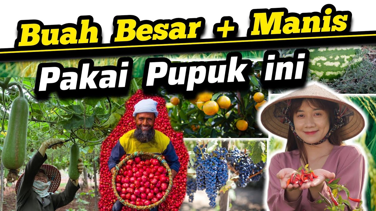 ♻️ Pupuk Paling Bagus Untuk Hasil Panen Buah Jadi Besar Buah - Tambah Manis - Buah Harum Wangi ♻️