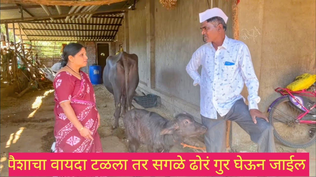 पैशाचा वायदा टळला तर सगळे ढोरं गुर घेऊन जाईल 💯😱 #comedy #bindascomedy #funny #dhamalcomedy #marathi