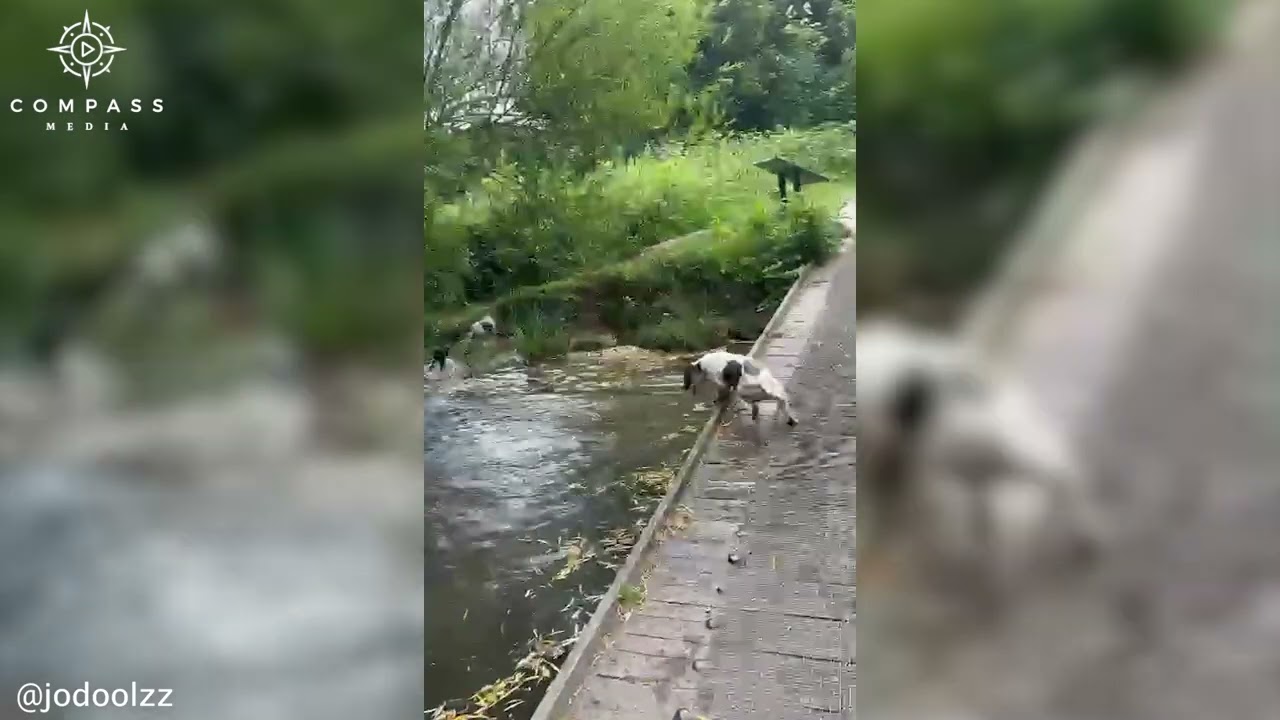 Water Obsessed Springer Spaniels Keep Jumping into Pond