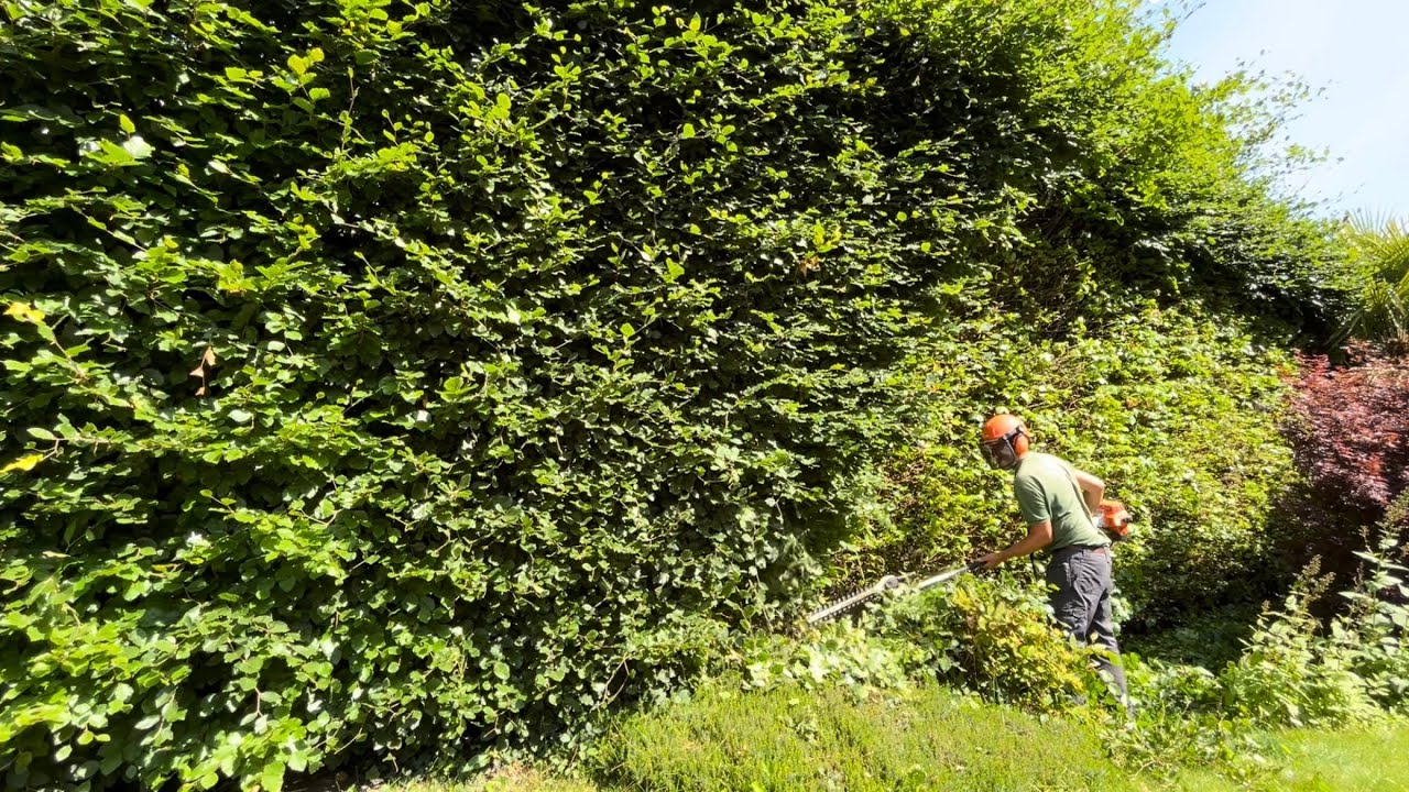 Massive Beech Hedge was Overdue a Tidy up! (Messy & Overgrown)