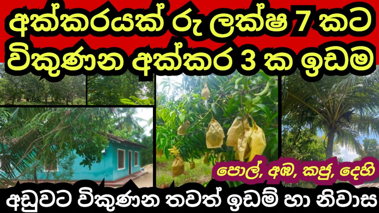 අක්කරයක් ලක්ෂ 7 කට විකුණන අක්කර 3 ක ඉඩම | තවත් ඉඩම් නිවාස කීපයක් | Coconut land | Land for sale