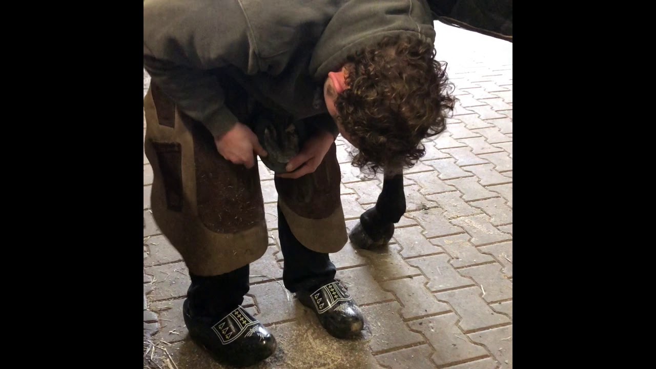 Weer een dagje op Stal Lunia, de hoefsmid komt, Stal uitmesten en Stardust gaat rollen
