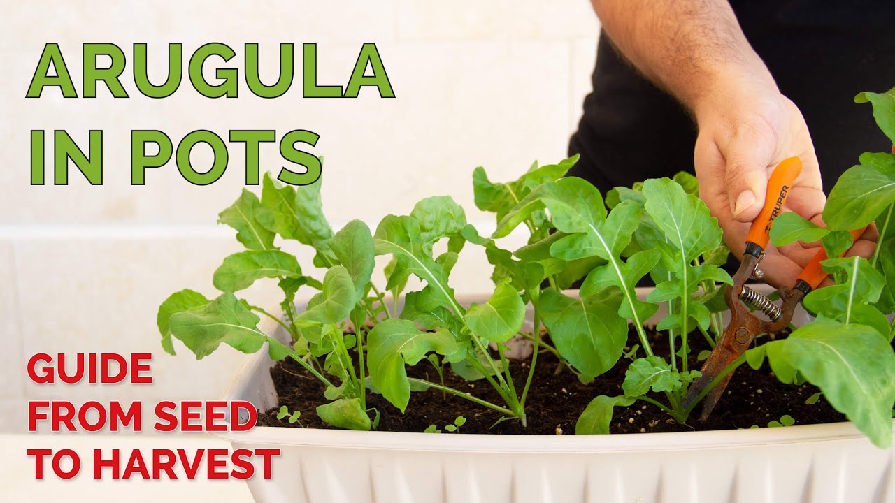 Growing Arugula (Rocket Salad) in Pots | from Seed to Harvest