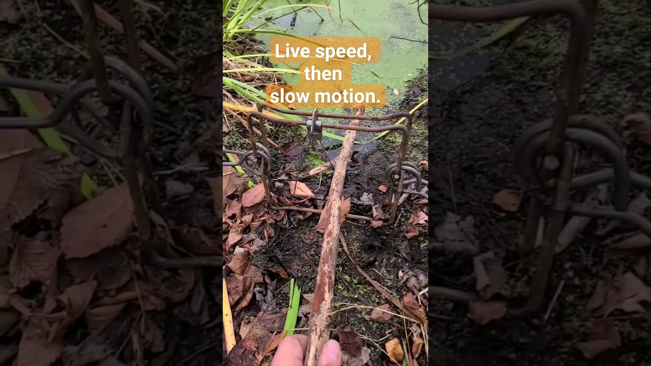 Beaver Conibear 330 Trap Slow-Mo. Slow Motion Body Grip Trap.