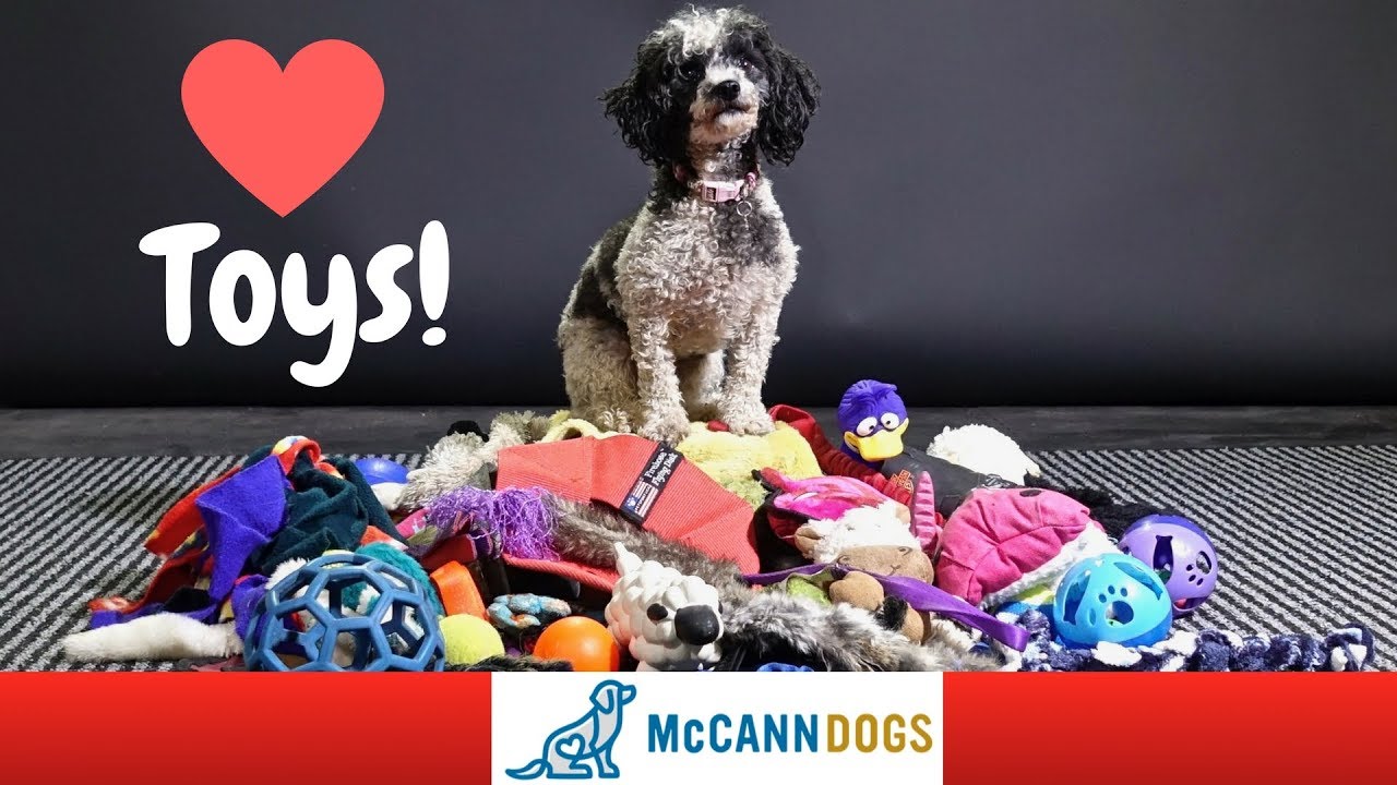 Teach Your Dog To LOVE Playing With Toys And How To Tug - Professional Dog Training Tips