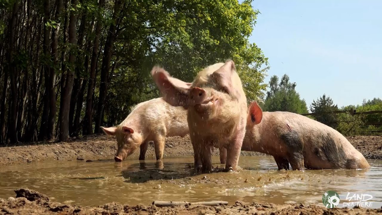 Jahresrückblick 2022: Wie schön es ist, zu leben! ❤🐑🐥🐖🐔🐕🐰🐢🐈🦃🐇🐓🐐🦆🐹🐗🦎❤