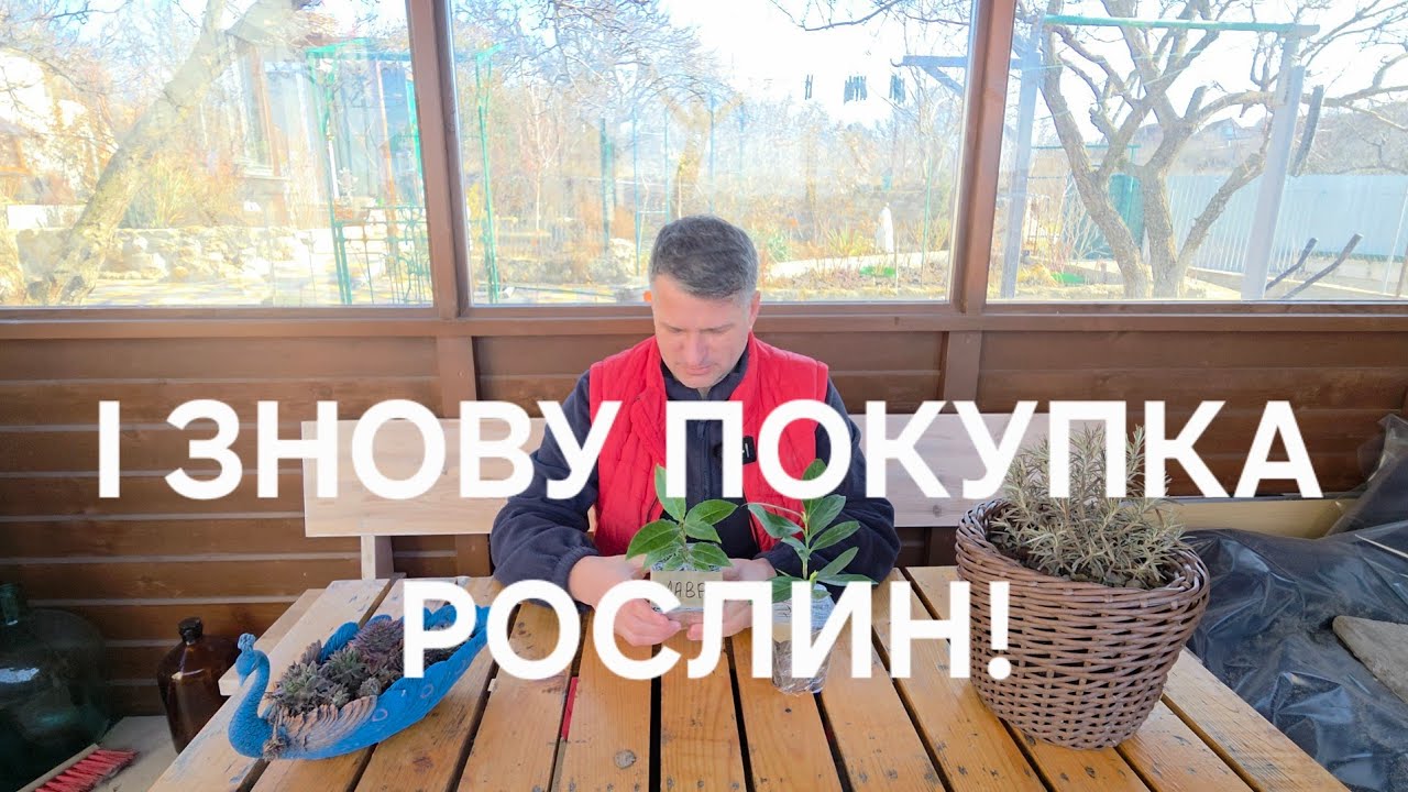 Лавр і Лавровишня