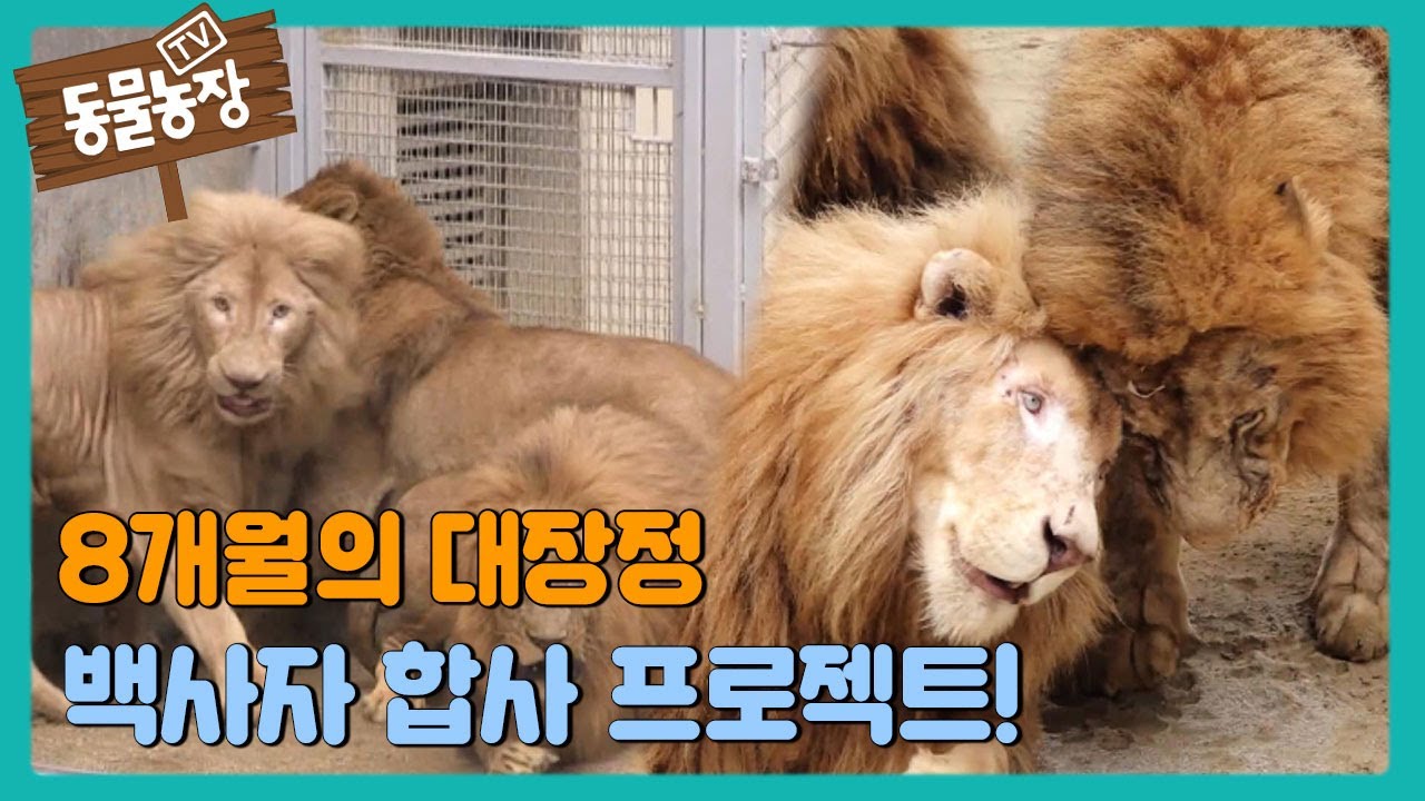 8개월의 대장정, 백사자 합사 프로젝트! I TV동물농장 (Animal Farm) | SBS Story