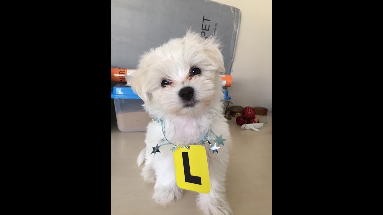Meet Bertie, the therapy dog helping survivors of sexual abuse