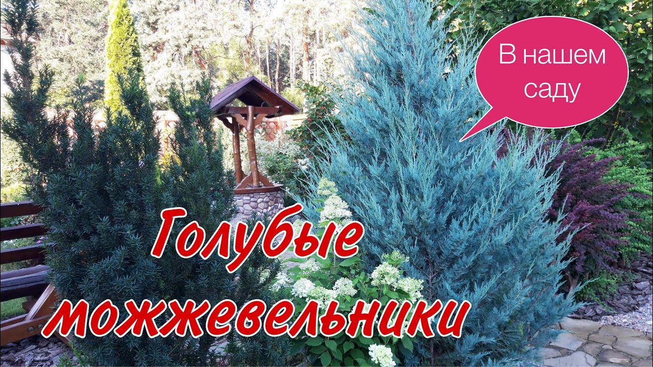 Голубые можжевельники в нашем саду.Вертикальные  и горизонтальные можжевельники#голубыеможжевельники