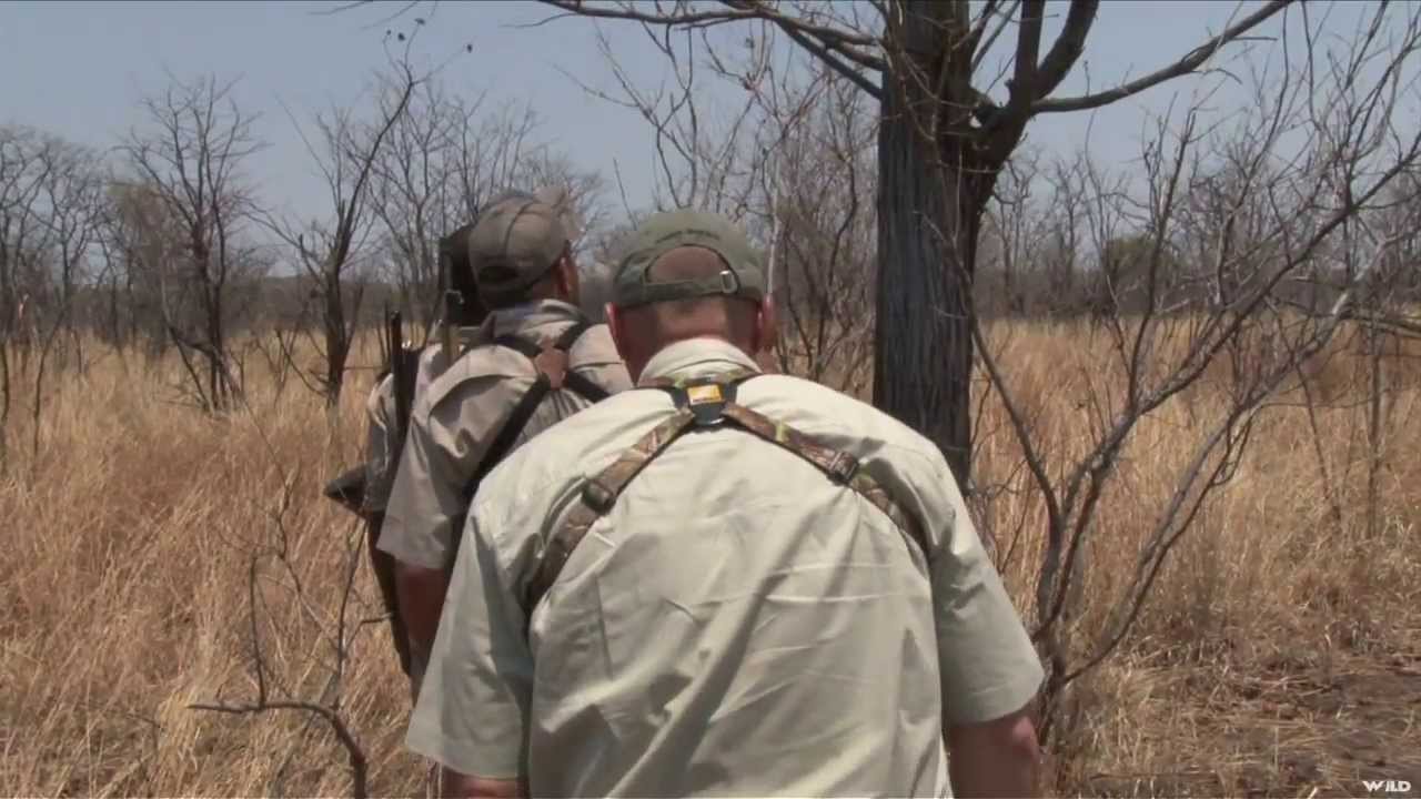Hunting Cape Buffalo in Zimbabwe