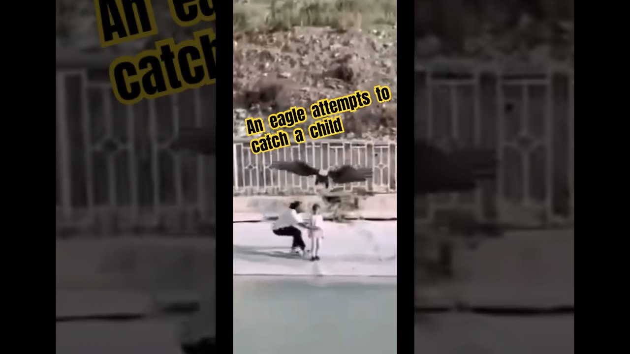An eagle is trying to catch a child. #wildlife #wildanimals #eagle #eagles #shorts