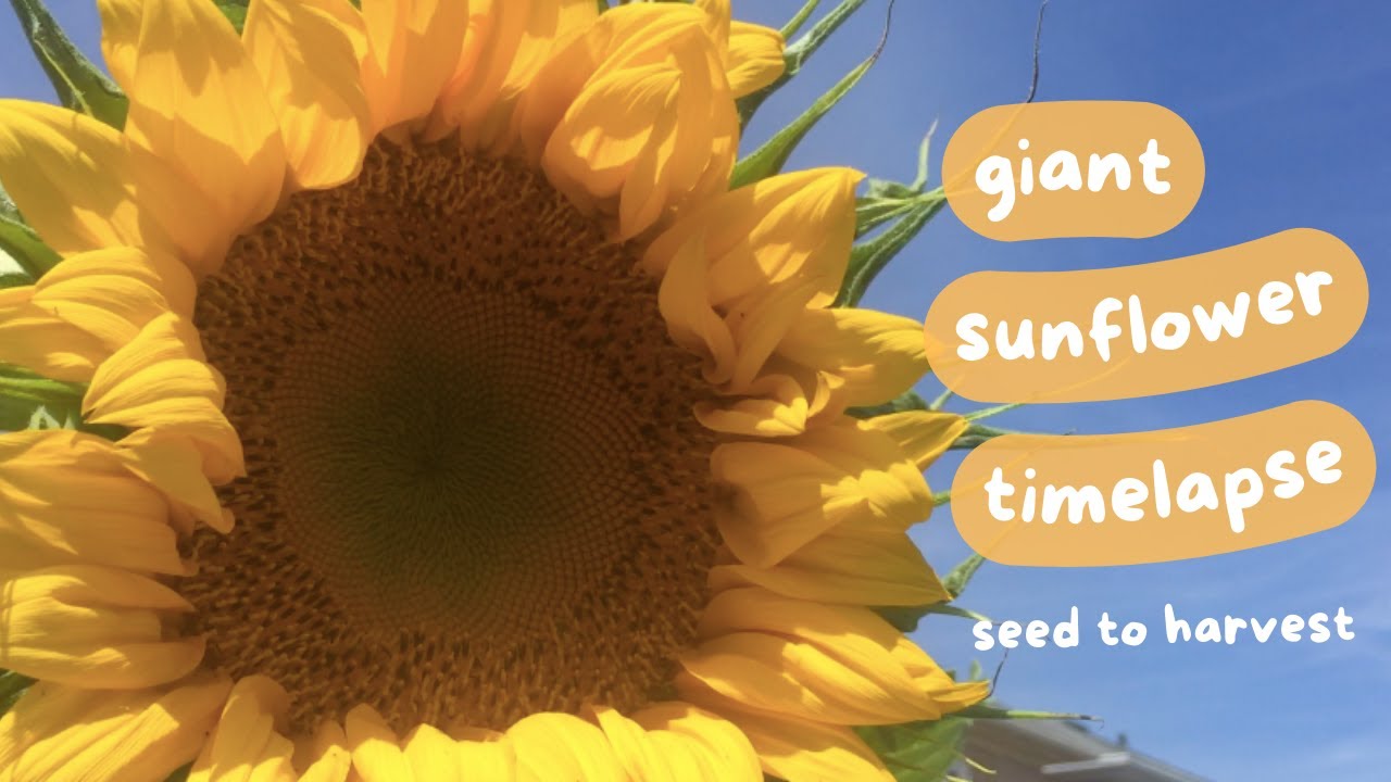 Grow a Mammoth Sunflower from Seed with Me! 🌻