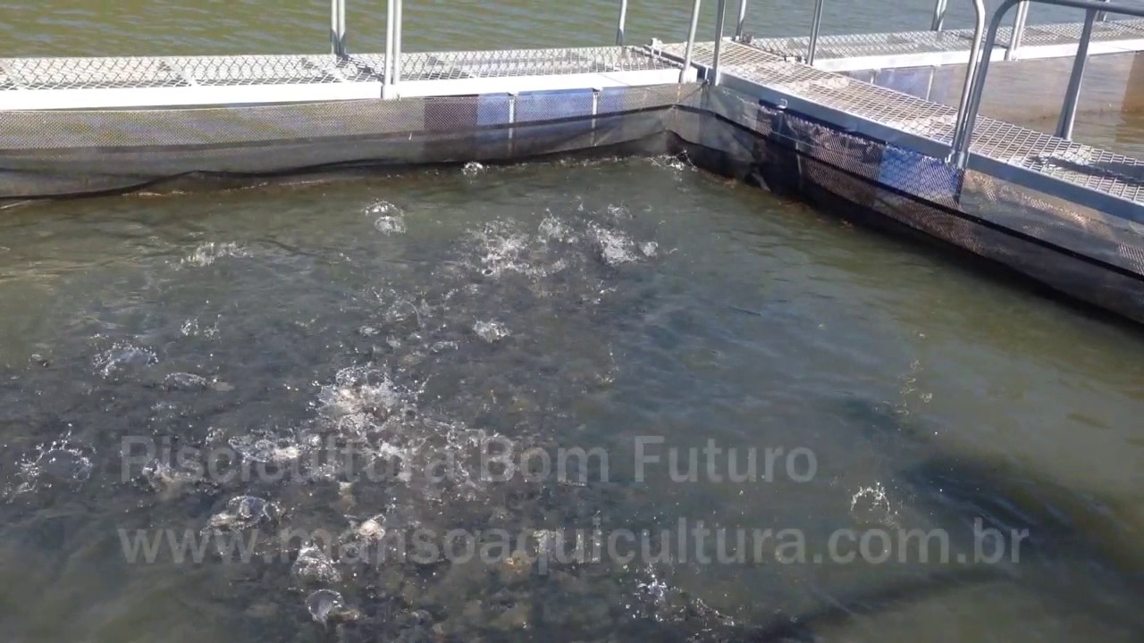 Tanque rede recria tambaqui