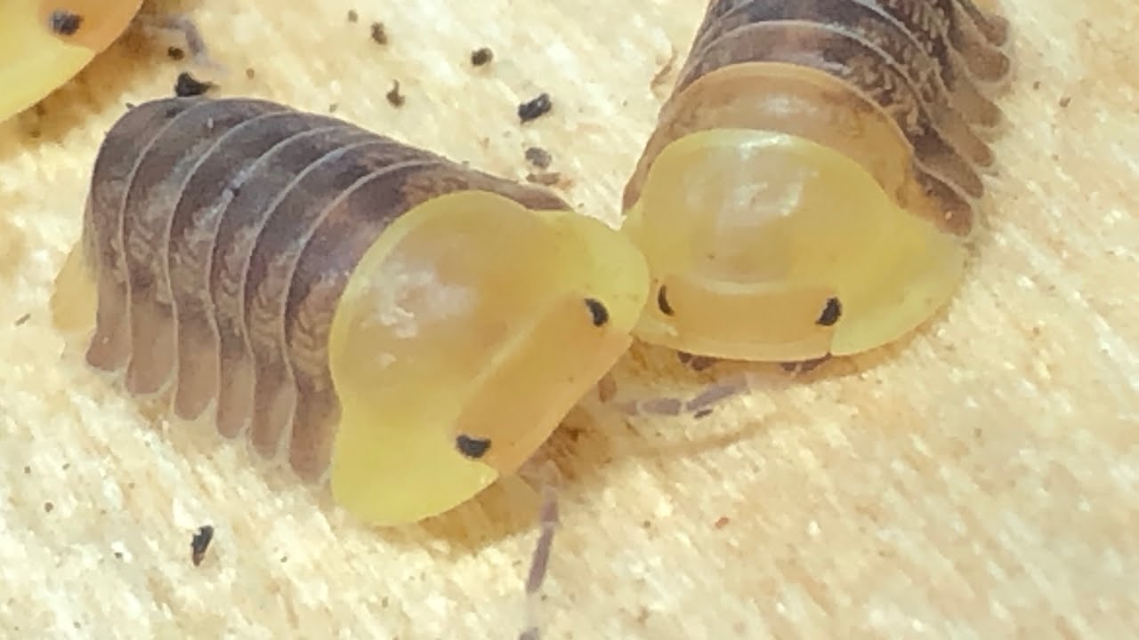 Rubber Ducky Isopod UPDATE!