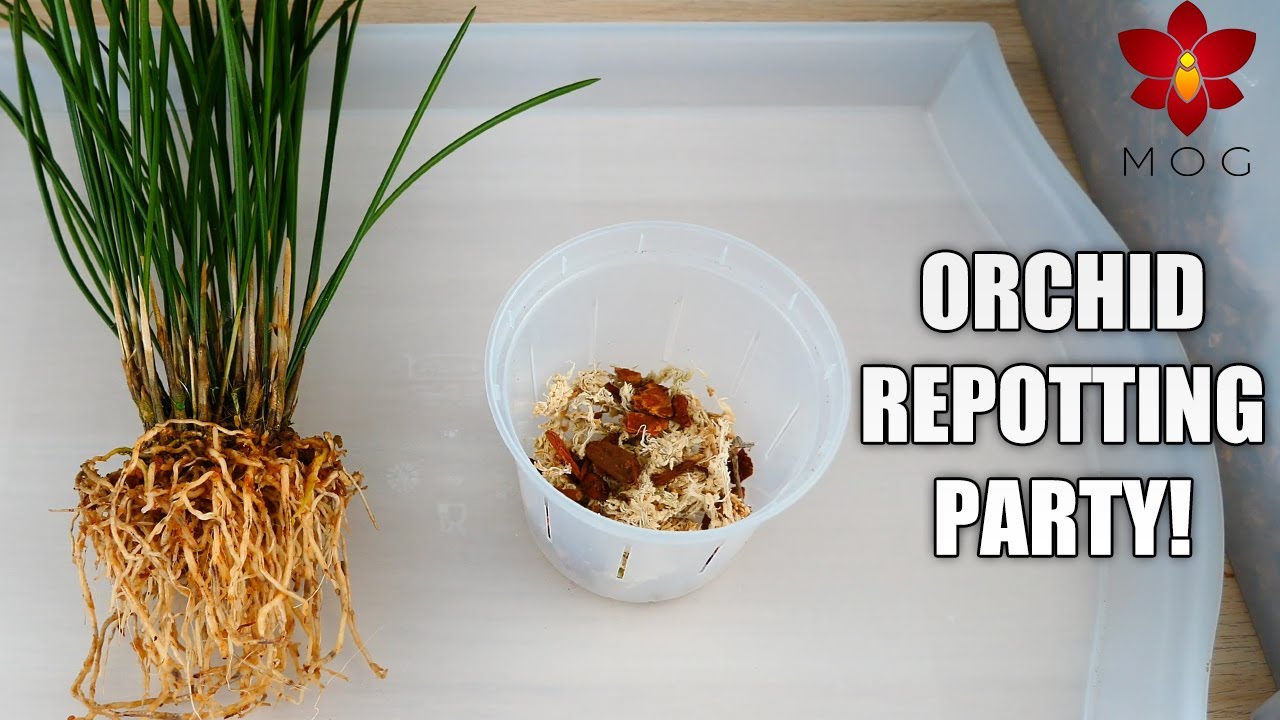 Orchid Species Repotting Party - Dendrochilums & Acineta superba