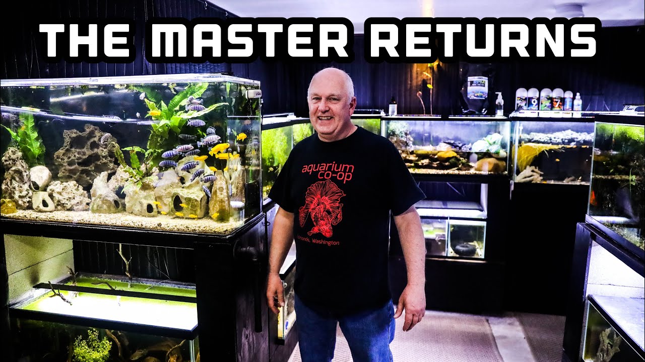 Master Fish Breeder Tours Fishroom - Feeds Fish!
