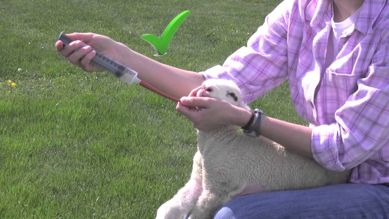 Tube Feeding Young Lambs and Kids - AS-613-VW