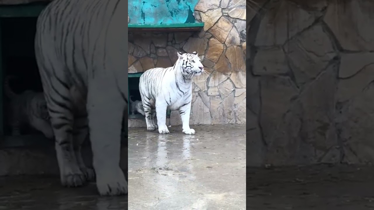 Белые тигры 🐯🐯 #интересныефакты #животные